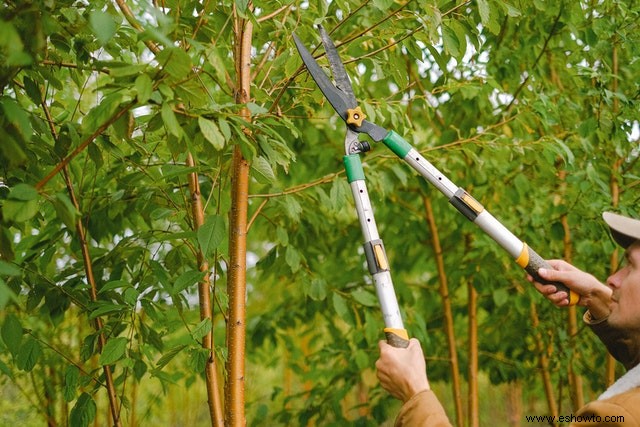 Errores comunes de jardinería que podrías estar cometiendo