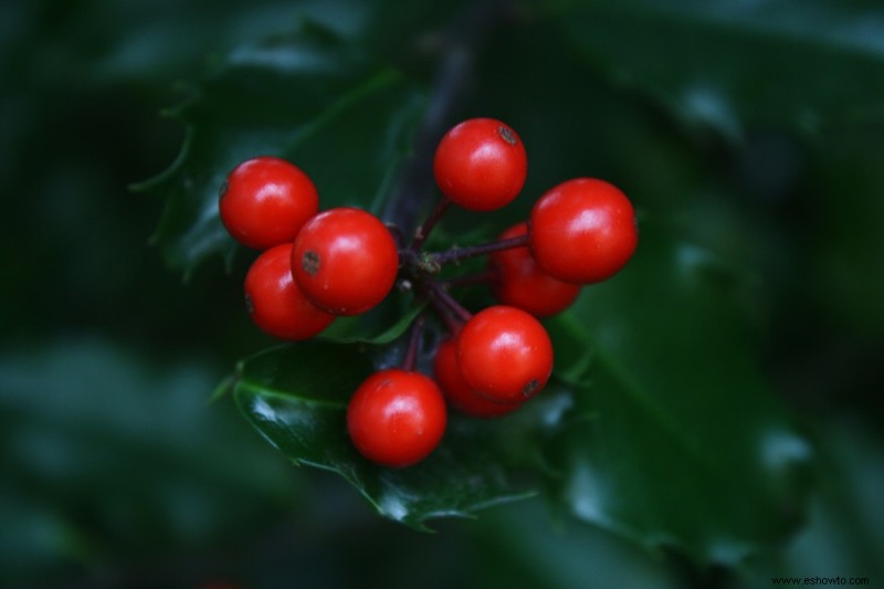 7 plantas que atraen cardenales a su patio trasero