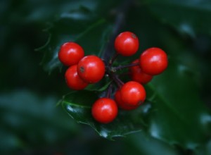 7 Plantas Nativas para Atraer Cardenales a Tu Jardín Posterior