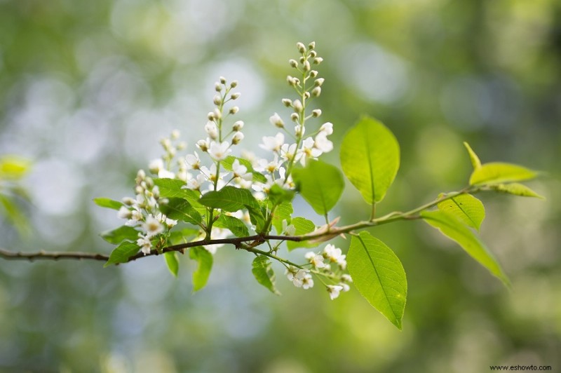 7 plantas que atraen cardenales a su patio trasero