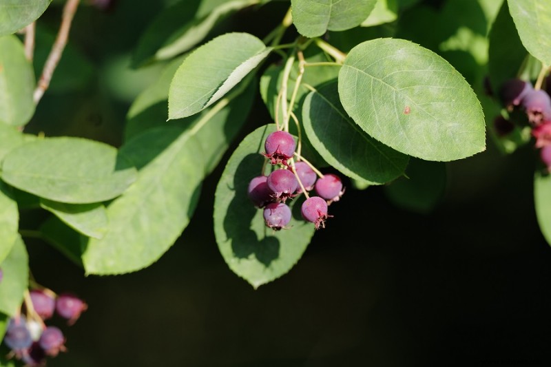 7 plantas que atraen cardenales a su patio trasero