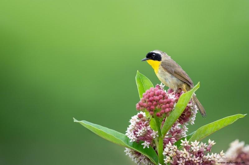 9 plantas que atraen a las mariposas monarca