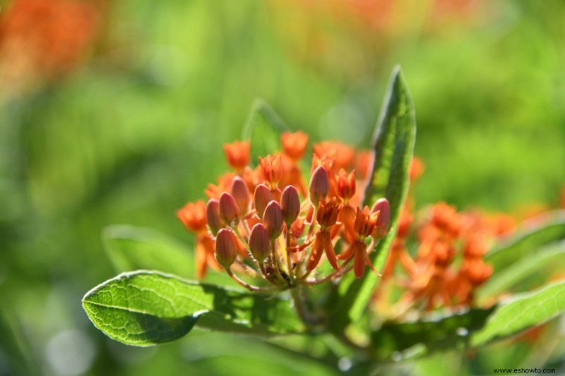 9 plantas que atraen a las mariposas monarca