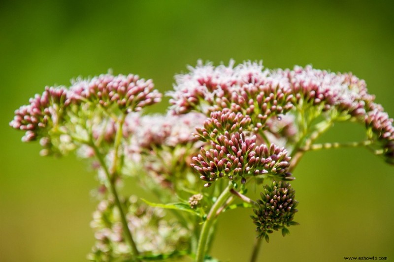 9 plantas que atraen a las mariposas monarca