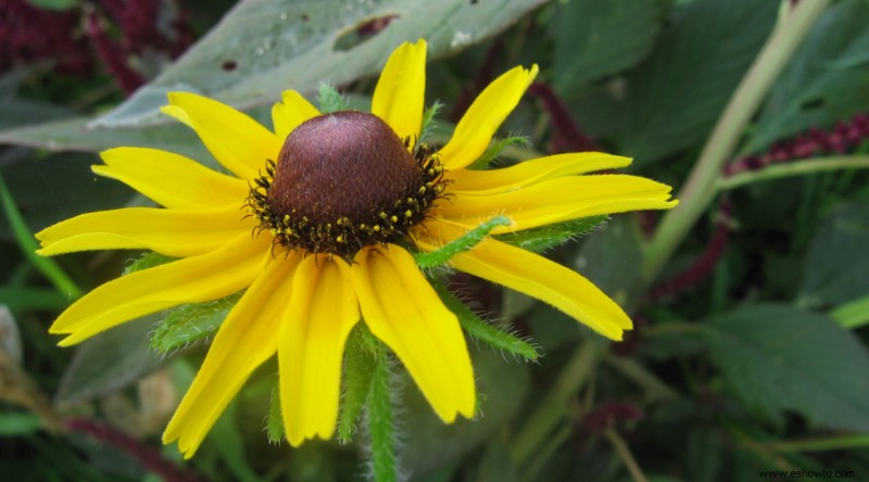 9 plantas que atraen a las mariposas monarca