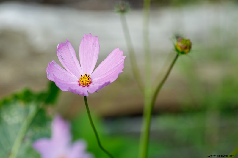 9 plantas que atraen a las mariposas monarca