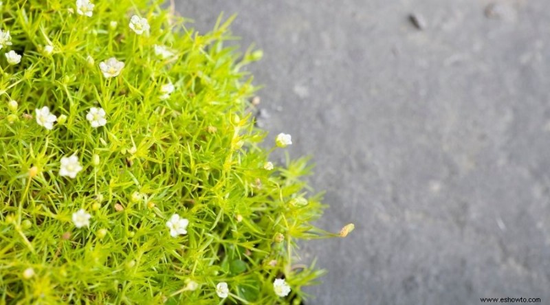 Plantas perennes que prosperan pase lo que pase