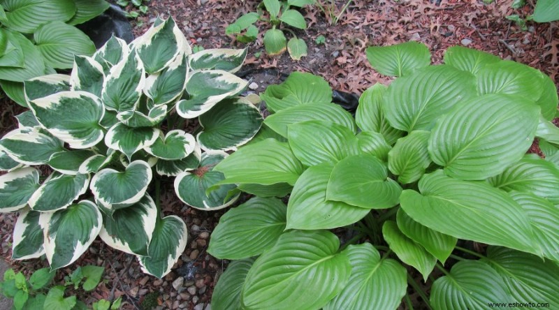 Plantas perennes que prosperan pase lo que pase