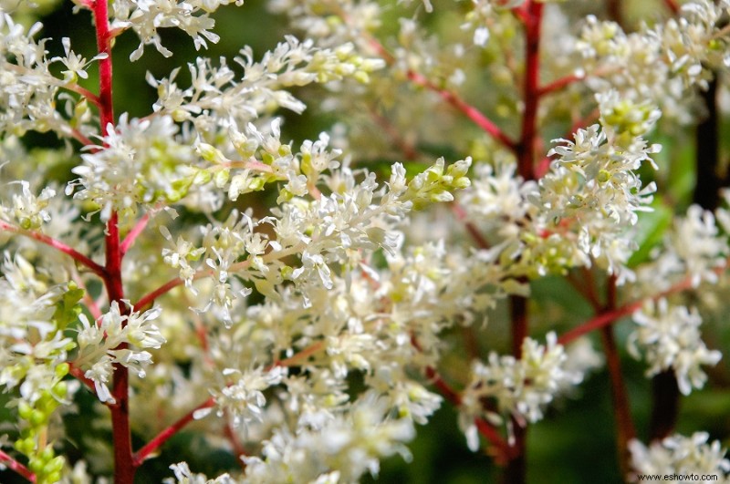 Plantas perennes que prosperan pase lo que pase