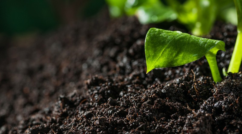 Errores comunes en los jardines elevados que podría estar cometiendo