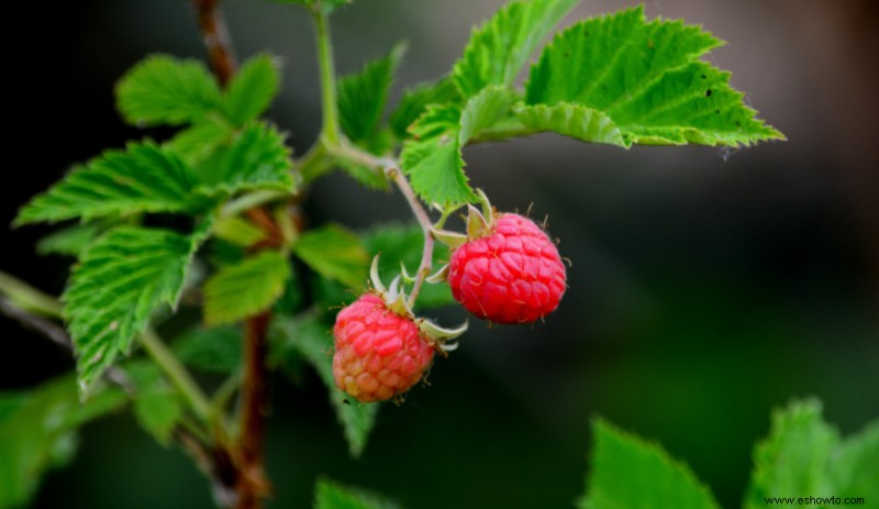 Las mejores plantas para paisajismo comestible