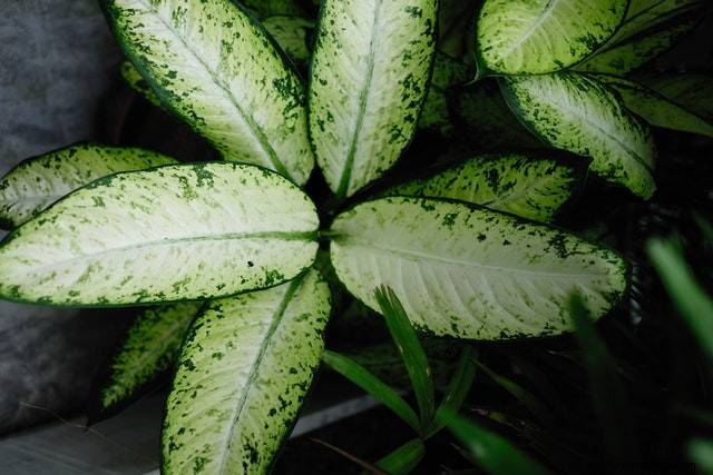 10 plantas de interior que quizás no sepa que son venenosas