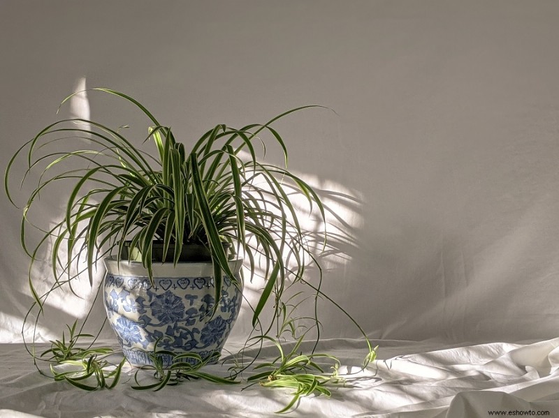 9 plantas de interior que no puedes matar