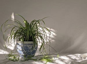 9 Plantas de Interior Indestructibles: Perfectas para Principiantes sin Experiencia