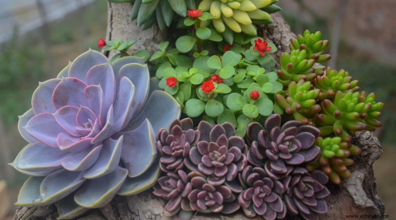 7 plantas que crecen en suelo arenoso