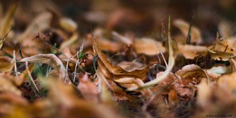 Cómo arreglar la tierra compactada en su jardín