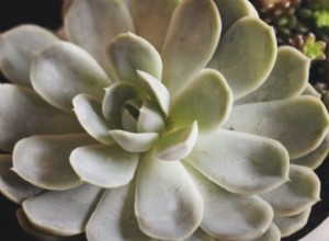 8 Errores Comunes en la Jardinería en Macetas que Debes Evitar