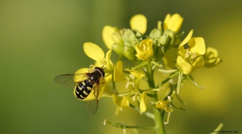 10 plantas que limpian suelos contaminados