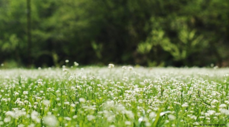 10 plantas que limpian suelos contaminados