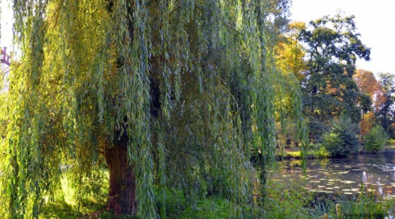 10 plantas que limpian suelos contaminados