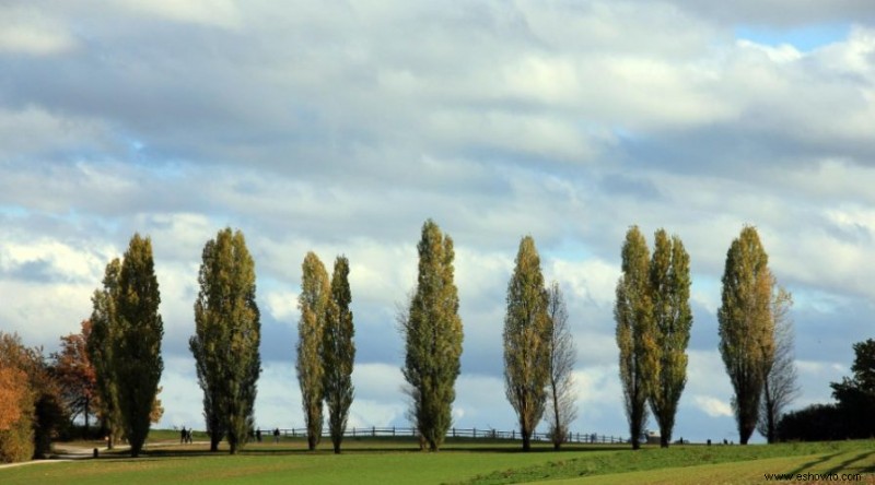 10 plantas que limpian suelos contaminados