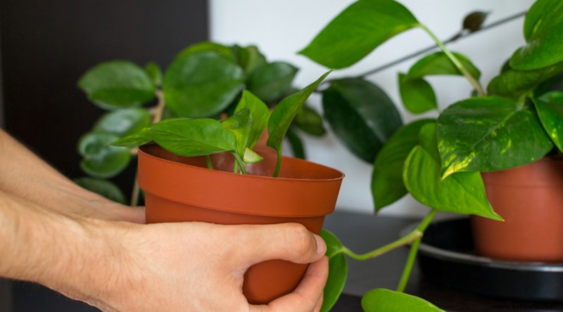 Guía de Pothos:cómo cuidar una planta de hiedra del diablo