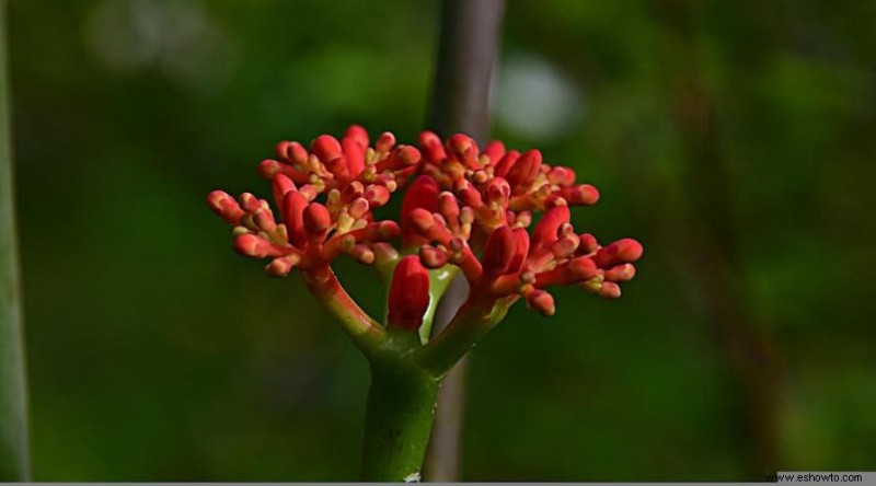 18 plantas que estimulan su sistema inmunológico