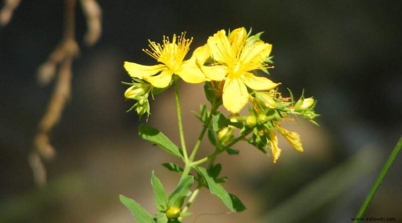 18 plantas que estimulan su sistema inmunológico