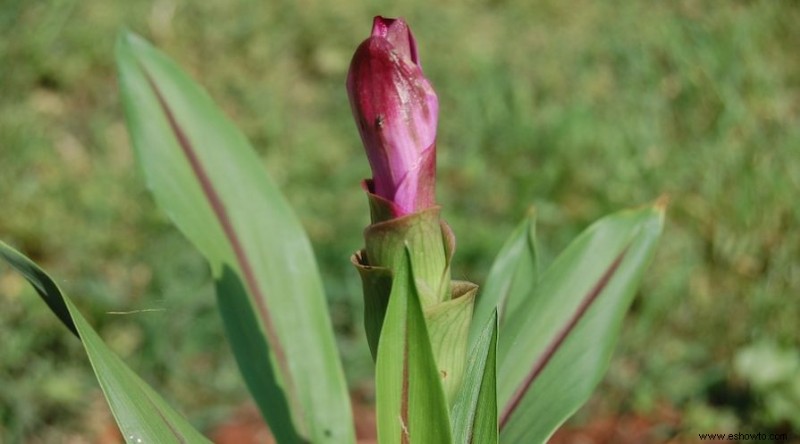 18 plantas que estimulan su sistema inmunológico