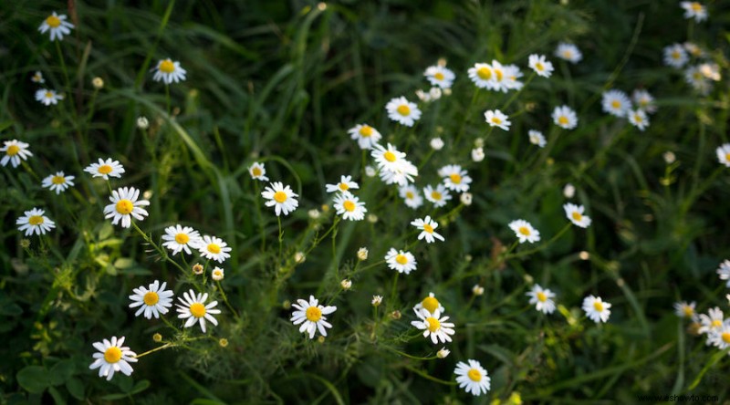 18 plantas que estimulan su sistema inmunológico