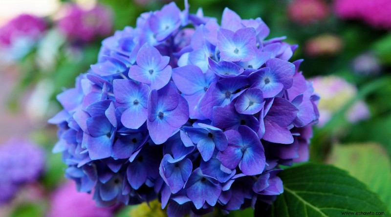 Cómo podar hortensias