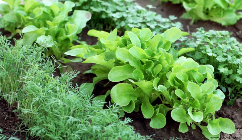 Cómo trasplantar plántulas a su jardín