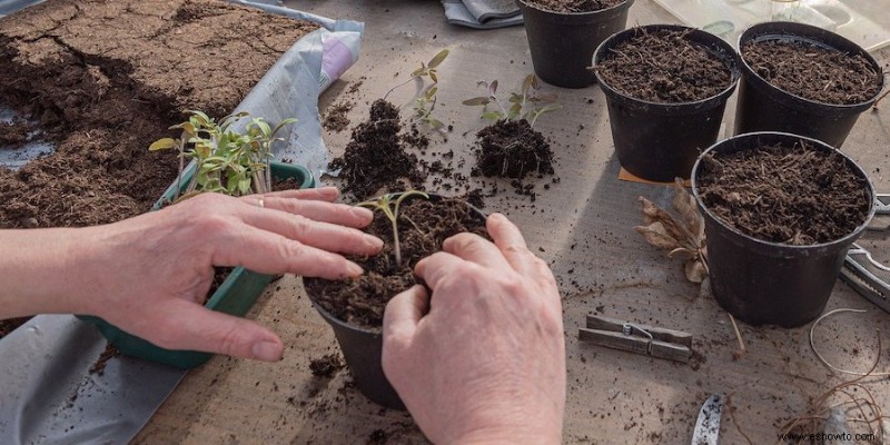 Cómo trasplantar plántulas a su jardín