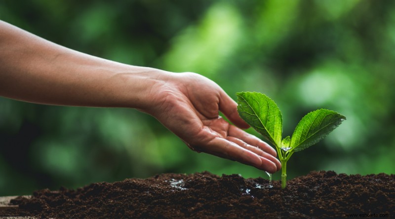 Cómo trasplantar plántulas a su jardín