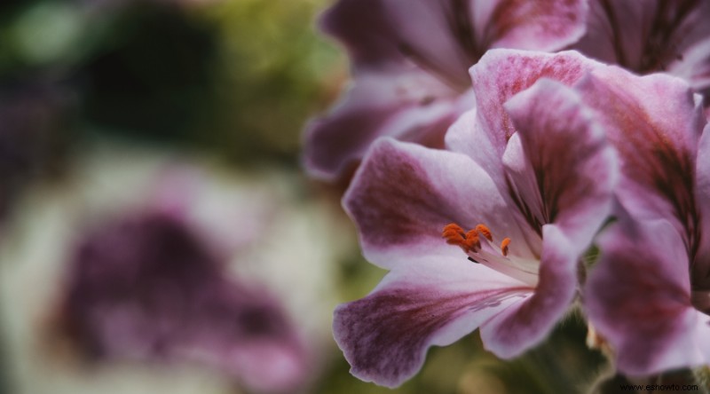 Cómo cuidar y cultivar lilas