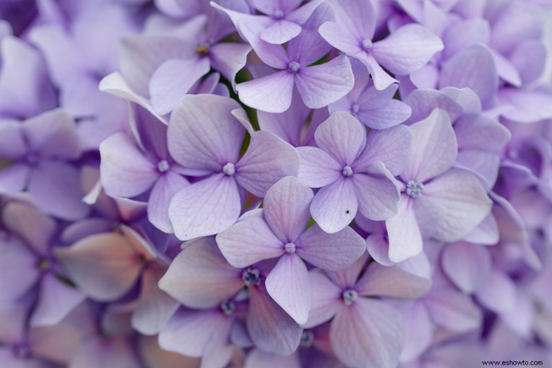 Cómo cuidar y cultivar lilas