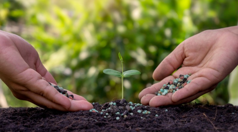 Cómo cuidar y cultivar lilas