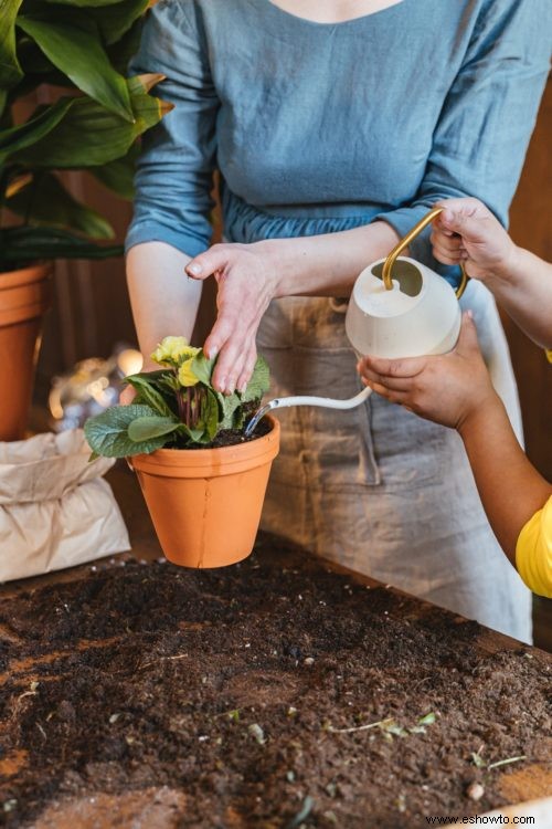 6 consejos para regar las plantas que crecen en macetas