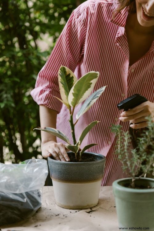 6 consejos para regar las plantas que crecen en macetas
