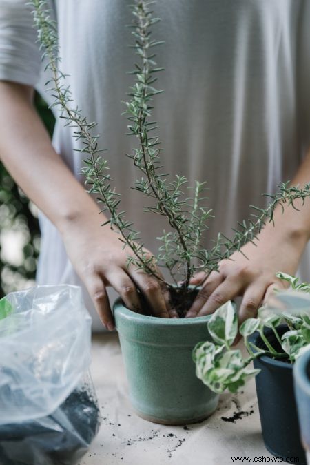 6 consejos para regar las plantas que crecen en macetas