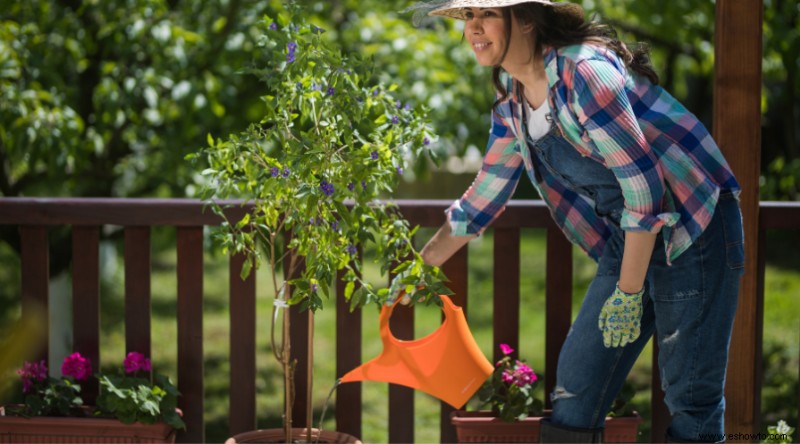 6 consejos para regar las plantas que crecen en macetas