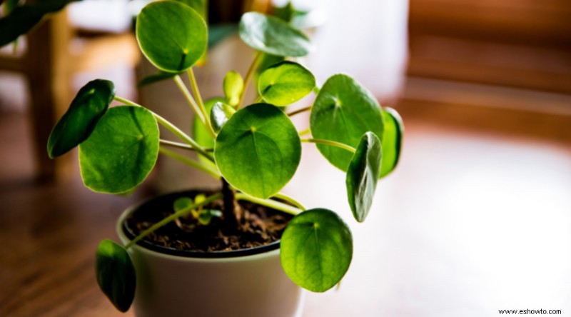 Cómo propagar plantas enraizando esquejes de tallo