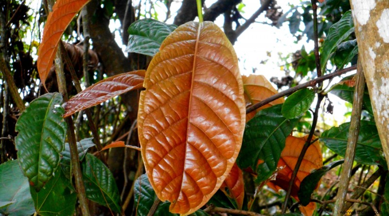 Cómo propagar plantas enraizando esquejes de tallo