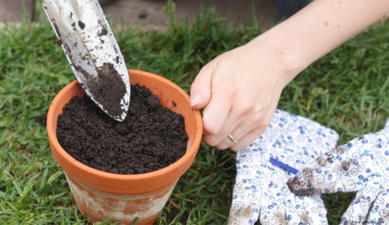 Cómo propagar plantas enraizando esquejes de tallo