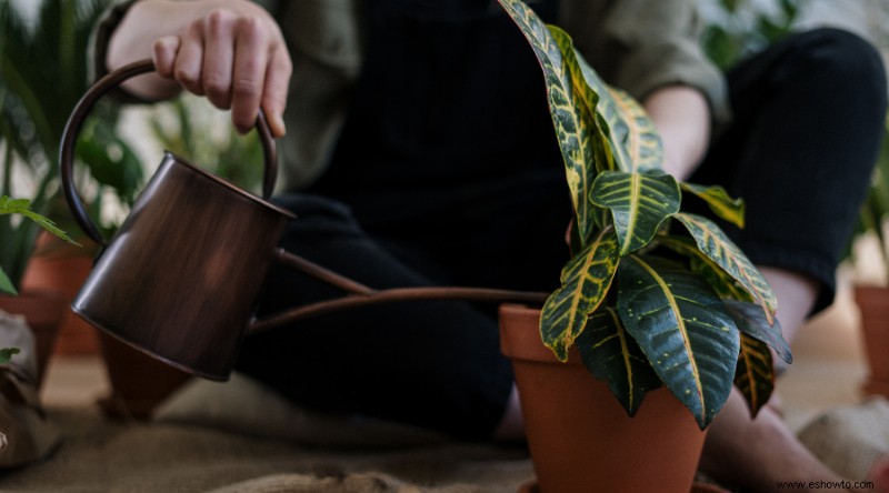 Cómo propagar plantas enraizando esquejes de tallo