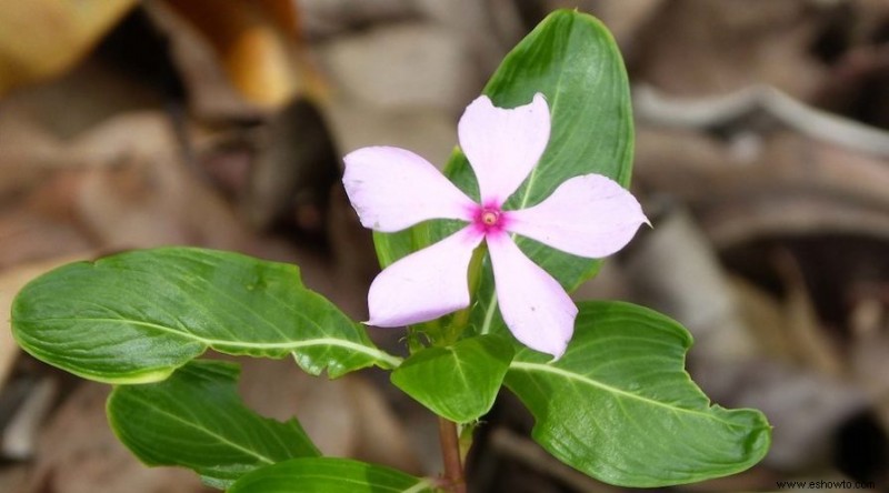 Elija estas alternativas nativas a las plantas invasoras