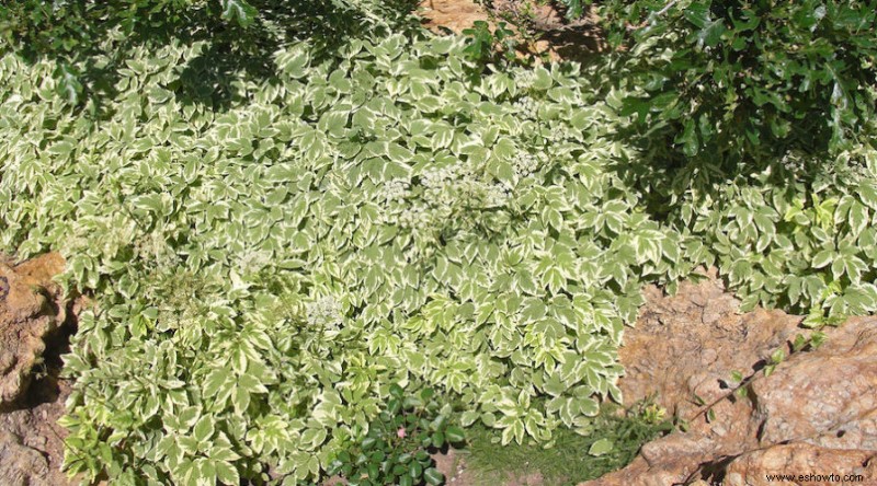 Elija estas alternativas nativas a las plantas invasoras