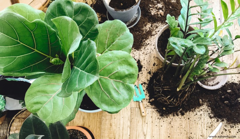 13 plantas que no debes cultivar en interiores y por qué
