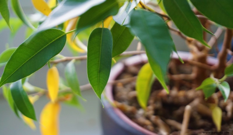 9 maneras en que la tierra ácida afecta a sus plantas
