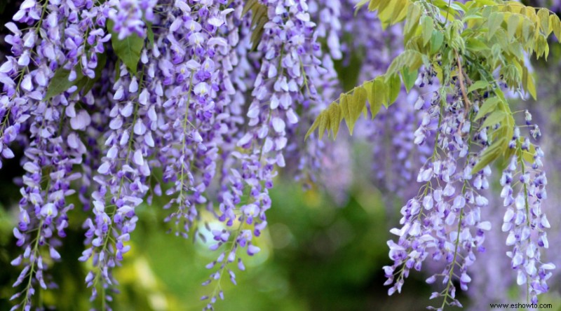 11 plantas que crecen en suelo franco